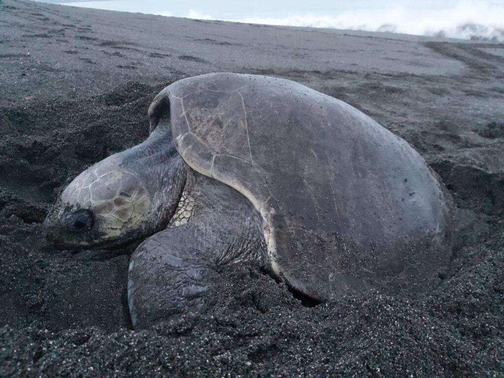 Tortuga desobando en la playa de Mata Oscura