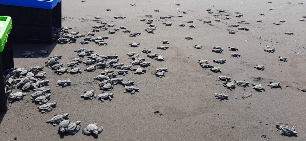 Tortugas loras en Chiriquī