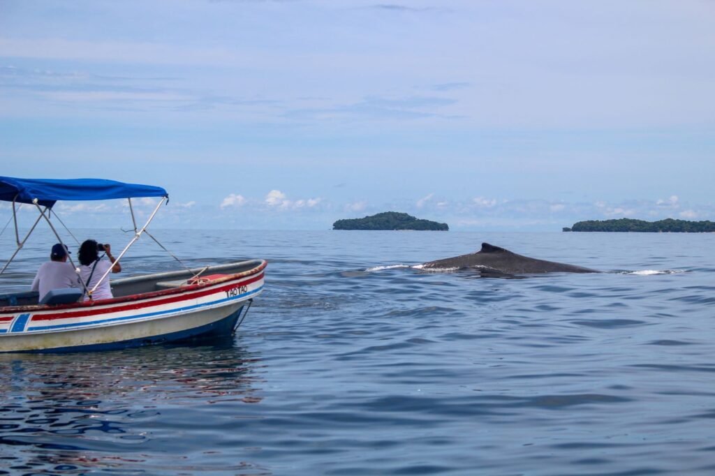 Turistas informados ayudan a que la observación de ballenas sea más segura para las ballenas