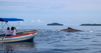 Turistas informados ayudan a que la observación de ballenas sea más segura para las ballenas