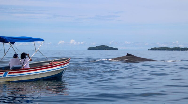 Turistas informados ayudan a que la observación de ballenas sea más segura para las ballenas
