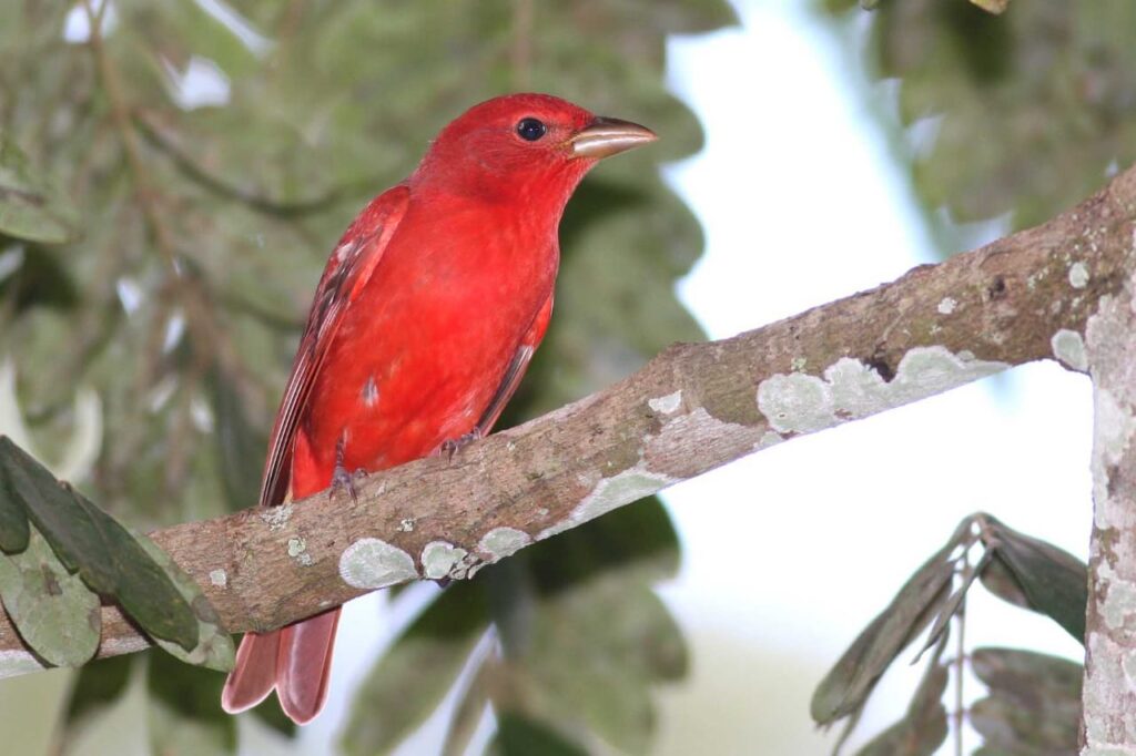 Panamá se prepara para salir a observar aves