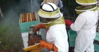 Las abejas serán un atractivo turístico en Isla Cañas