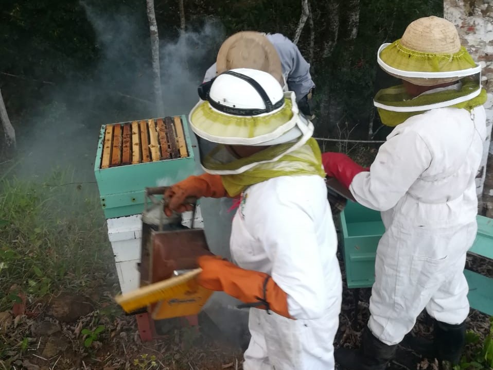 Las abejas serán un atractivo turístico en Isla Cañas