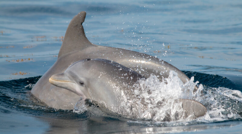 El ruido de los botes afecta la estructura acústica de los silbidos en los delfines nariz de botella