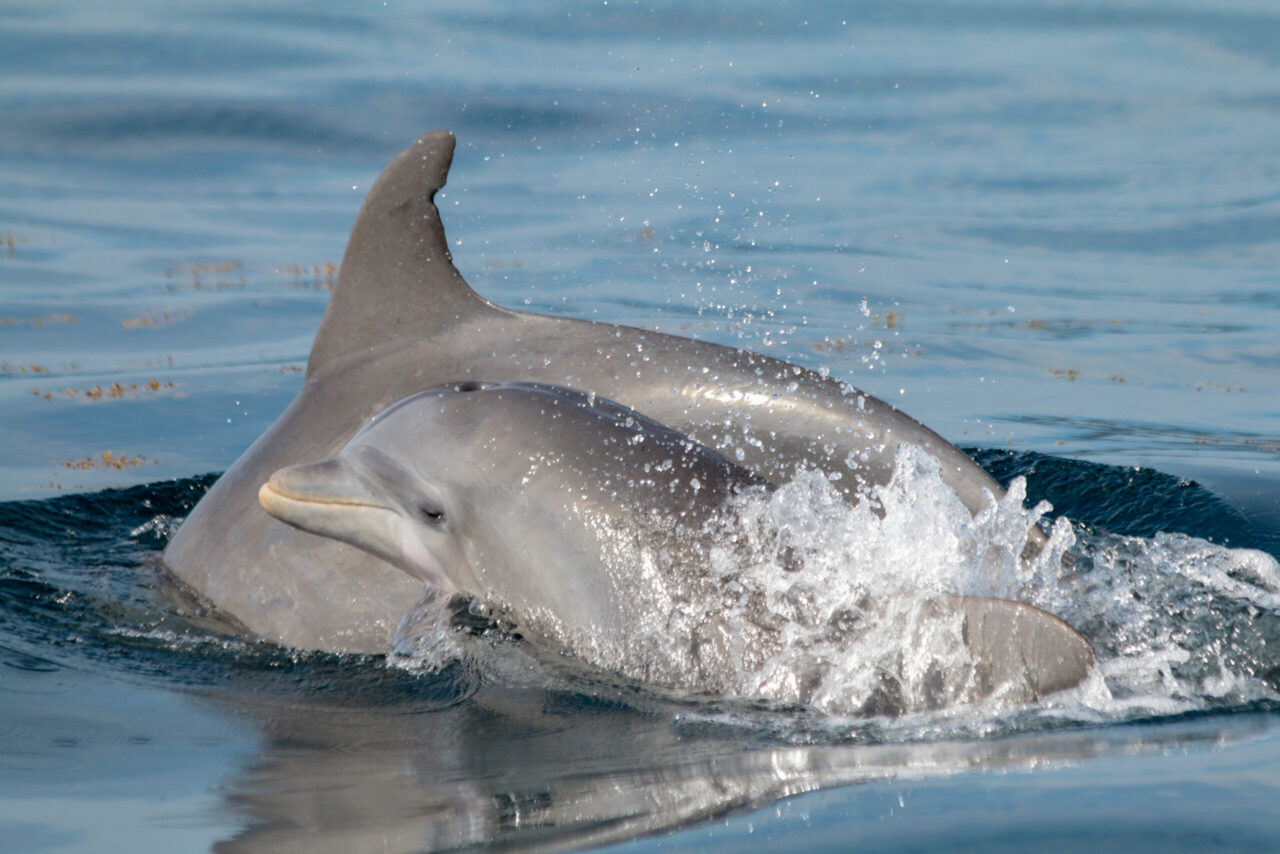 El ruido de los botes afecta la estructura acústica de los silbidos en los delfines nariz de botella