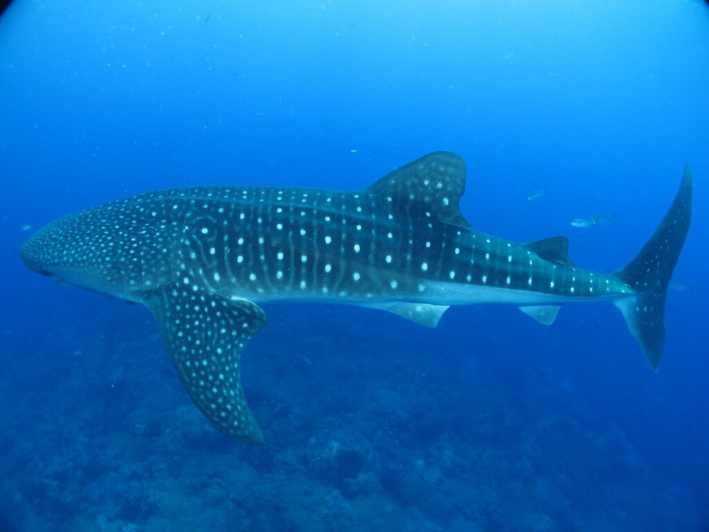 El regreso del Tiburón Ballena a Holbox
