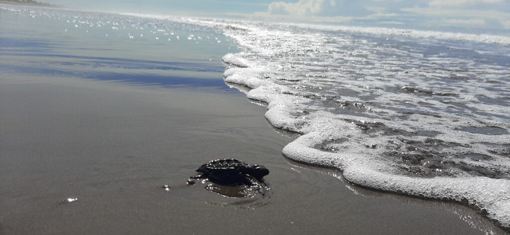 Más de un millón de tortugas marinas han nacido en nuestras playas