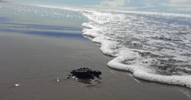 Más de un millón de tortugas marinas han nacido en nuestras playas