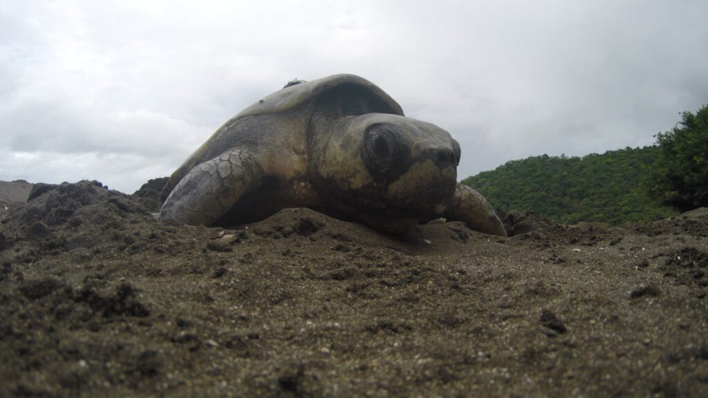 Más de un millón de tortugas marinas han nacido en nuestras playas