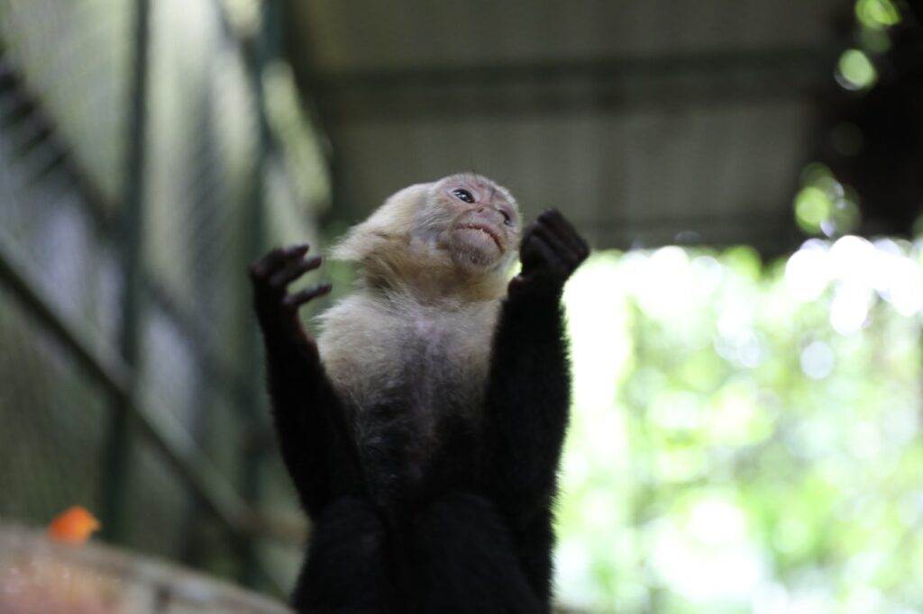 Mono Russo progresa en su rehabilitación y MiAMBIENTE reitera como prohibida la práctica del mascotismo