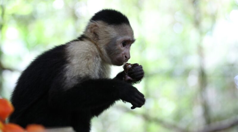 Mono Russo progresa en su rehabilitación y MiAMBIENTE reitera como prohibida la práctica del mascotismo