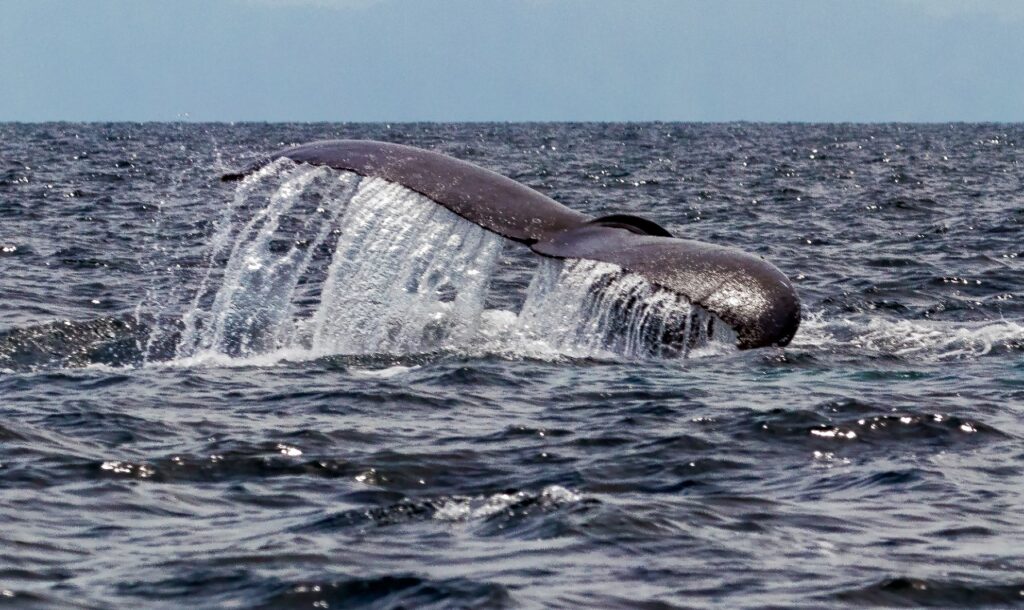 Colosales ballenas jorobadas llegan a mares panameños