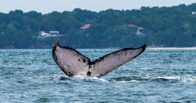 Colosales ballenas jorobadas llegan a mares panameños