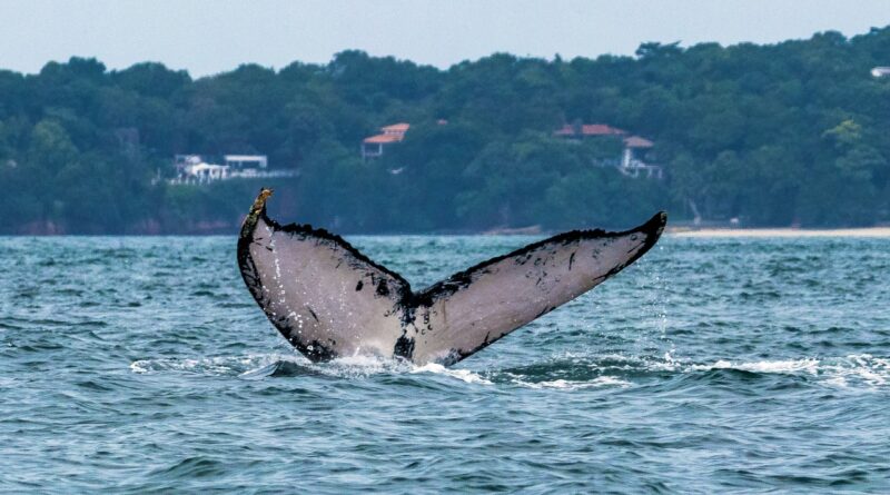 Colosales ballenas jorobadas llegan a mares panameños