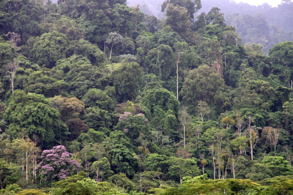 UNESCO reconoce esfuerzos de Panamá en la conservación de su Patrimonio Mundial Natural