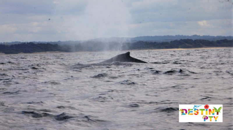 Atp lanza avistamiento de ballena en pedasí