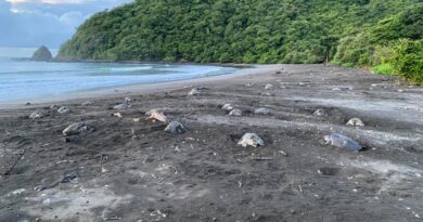 Dos millones de tortugas Loras han sido liberadas al mar en Playa La Marinera