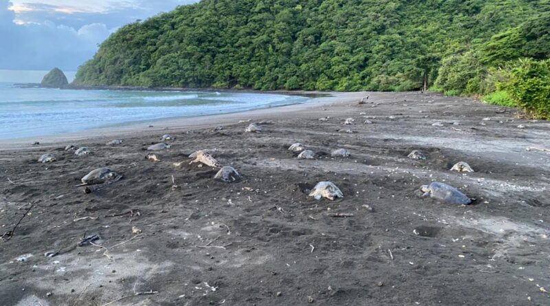 Dos millones de tortugas Loras han sido liberadas al mar en Playa La Marinera
