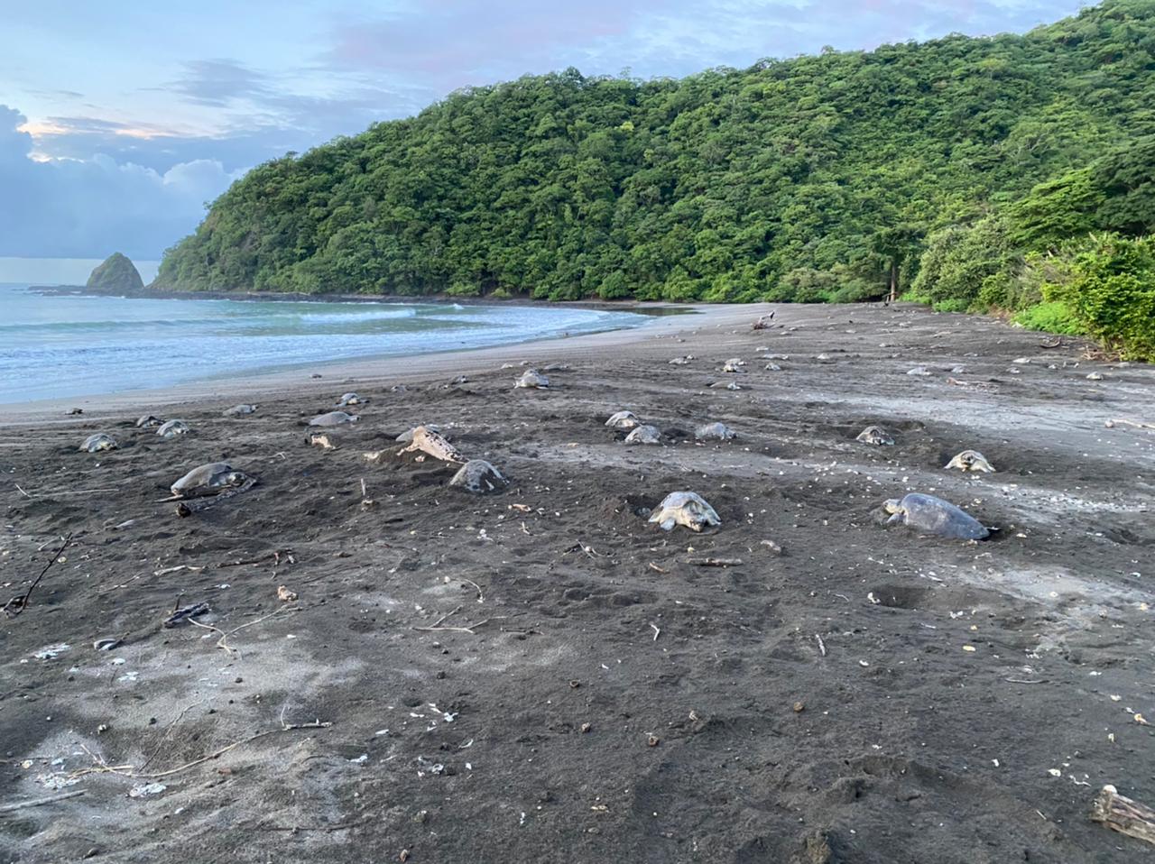 Dos millones de tortugas Loras han sido liberadas al mar en Playa La Marinera