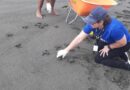 Liberan más de 10 mil neonatos de tortuga Baula en Bocas del Toro