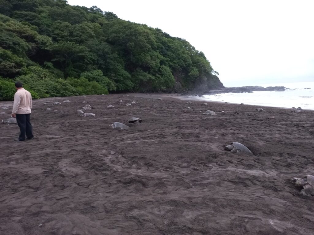 Espectáculo: 14,998 tortugas marinas desovan en la Playa la Marinera de Los Santos