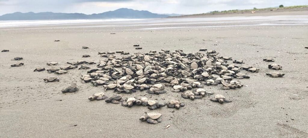 Plan para el uso responsable de huevos de tortuga en Isla Cañas