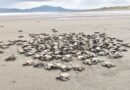 Plan para el uso responsable de huevos de tortuga en Isla Cañas