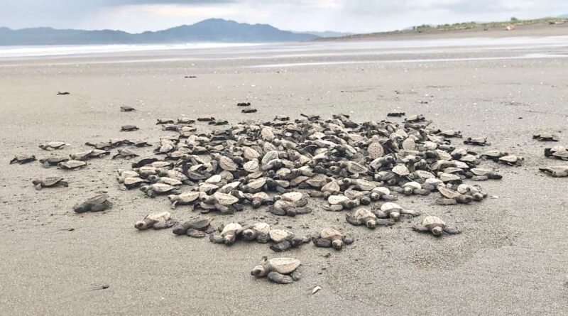 Plan para el uso responsable de huevos de tortuga en Isla Cañas