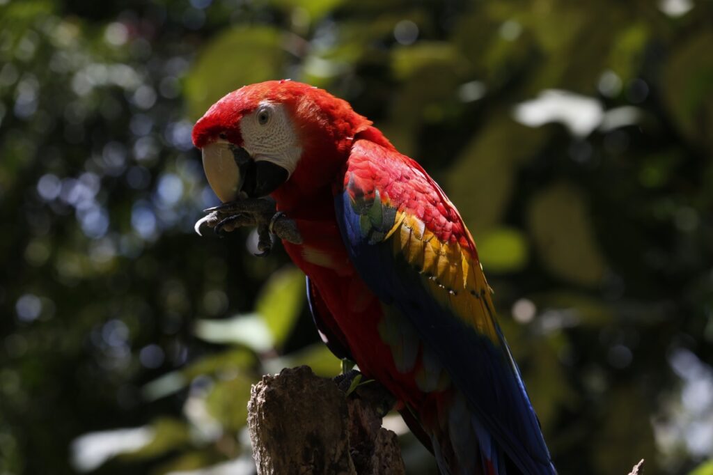 La Guacamaya Escarlata del Parque Nacional Coiba