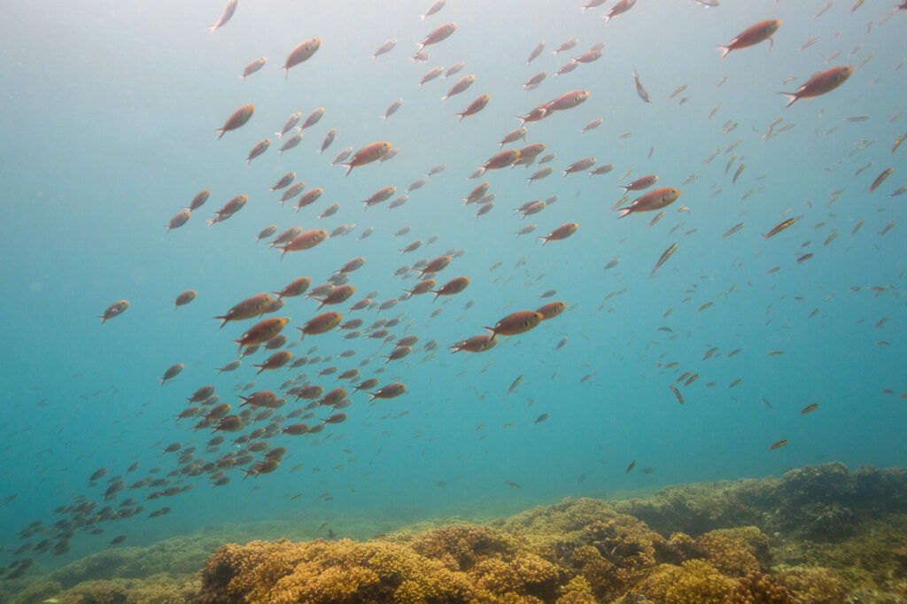 Nuevo Plan de Manejo para el área de la Cordillera de Coiba