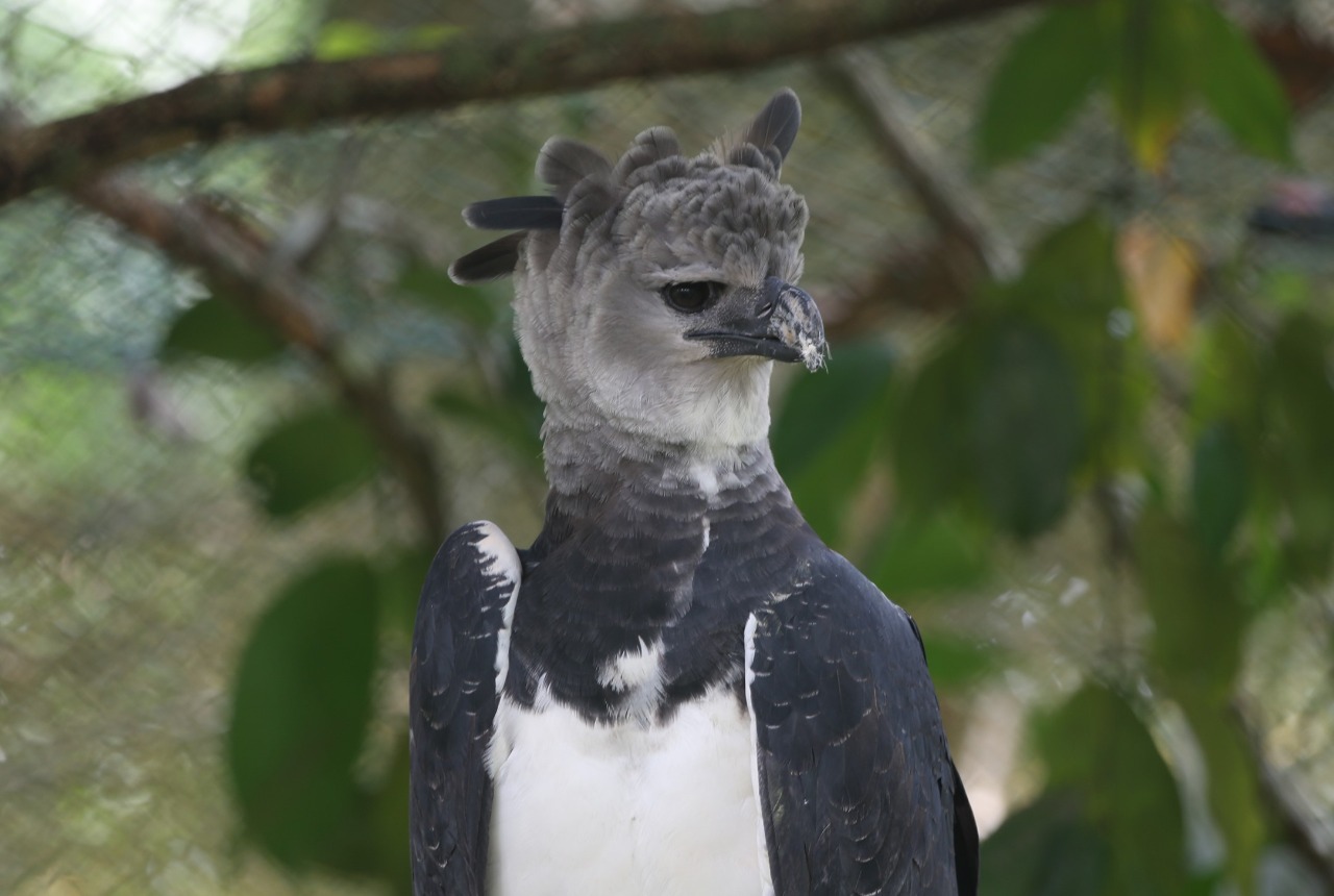 Panamá celebra a su ave nacional, el Águila Harpía - Destinypty