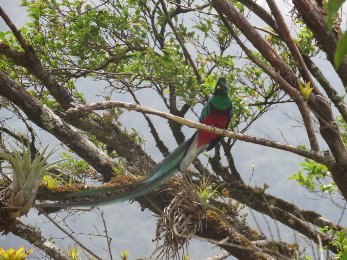 El Quetzal espera por ti en Tierras Altas