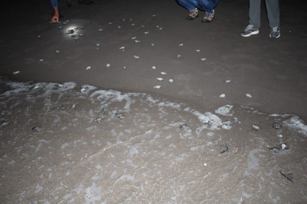 Liberan 29 mil neonatos de tortugas en Playa La Barqueta