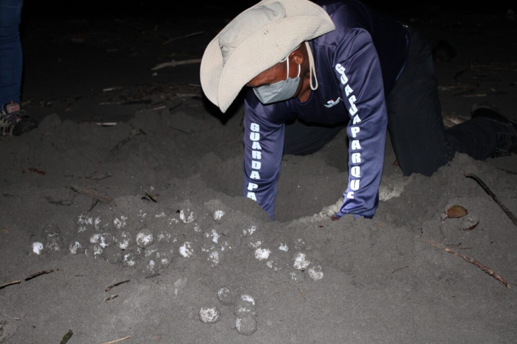 Liberan 29 mil neonatos de tortugas en Playa La Barqueta