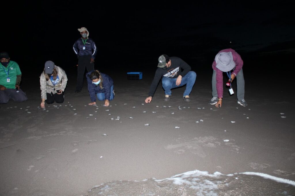 Liberan 29 mil neonatos de tortugas en Playa La Barqueta