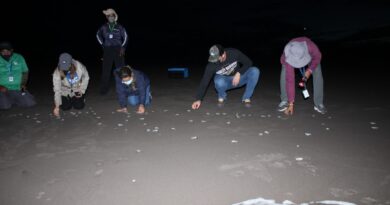 Liberan 29 mil neonatos de tortugas en Playa La Barqueta