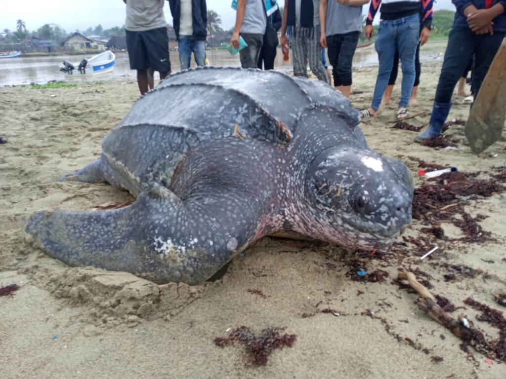 Resolución para proteger tortuga en estado de extinción