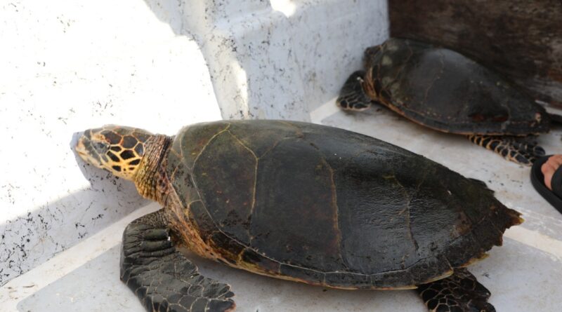Coiba posee la mayor densidad de tortugas carey del Pacifico
