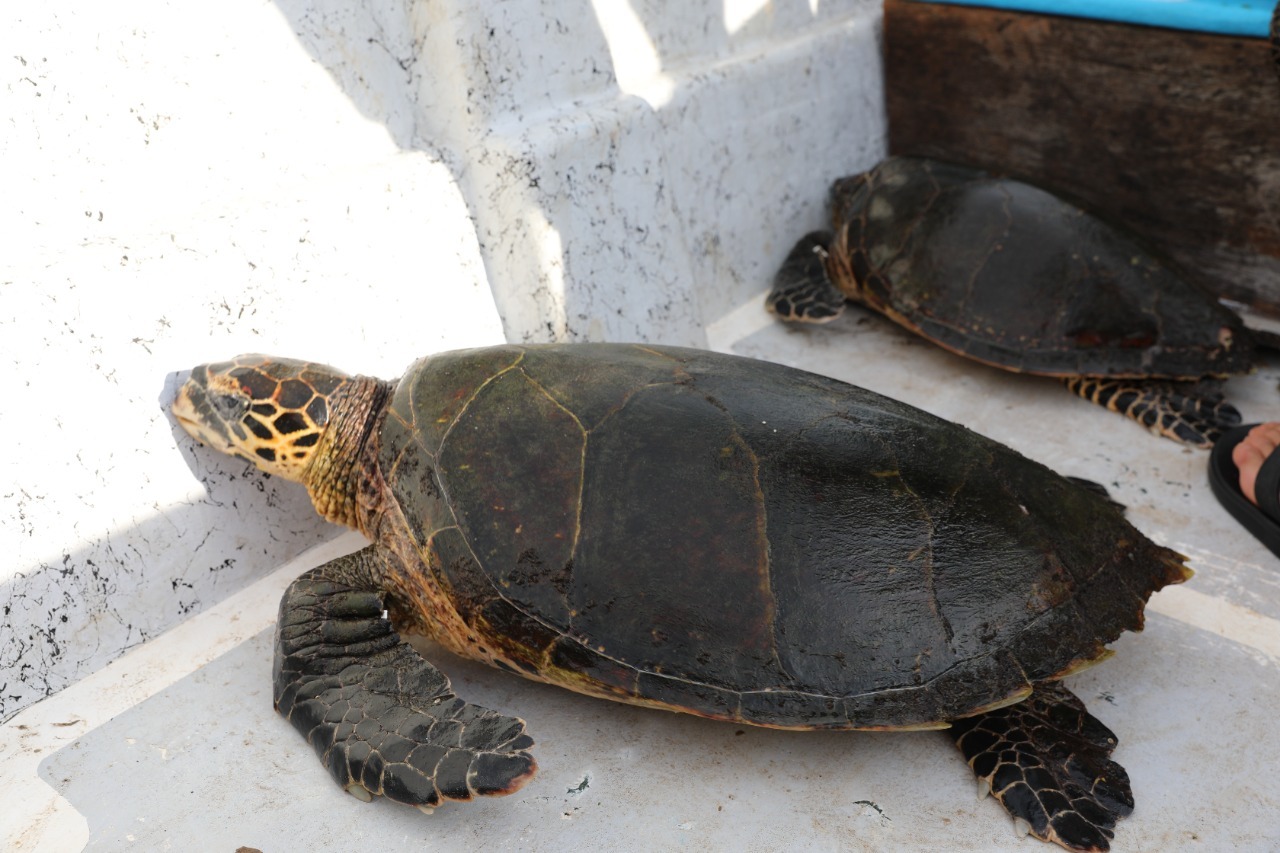 Coiba posee la mayor densidad de tortugas carey del Pacifico