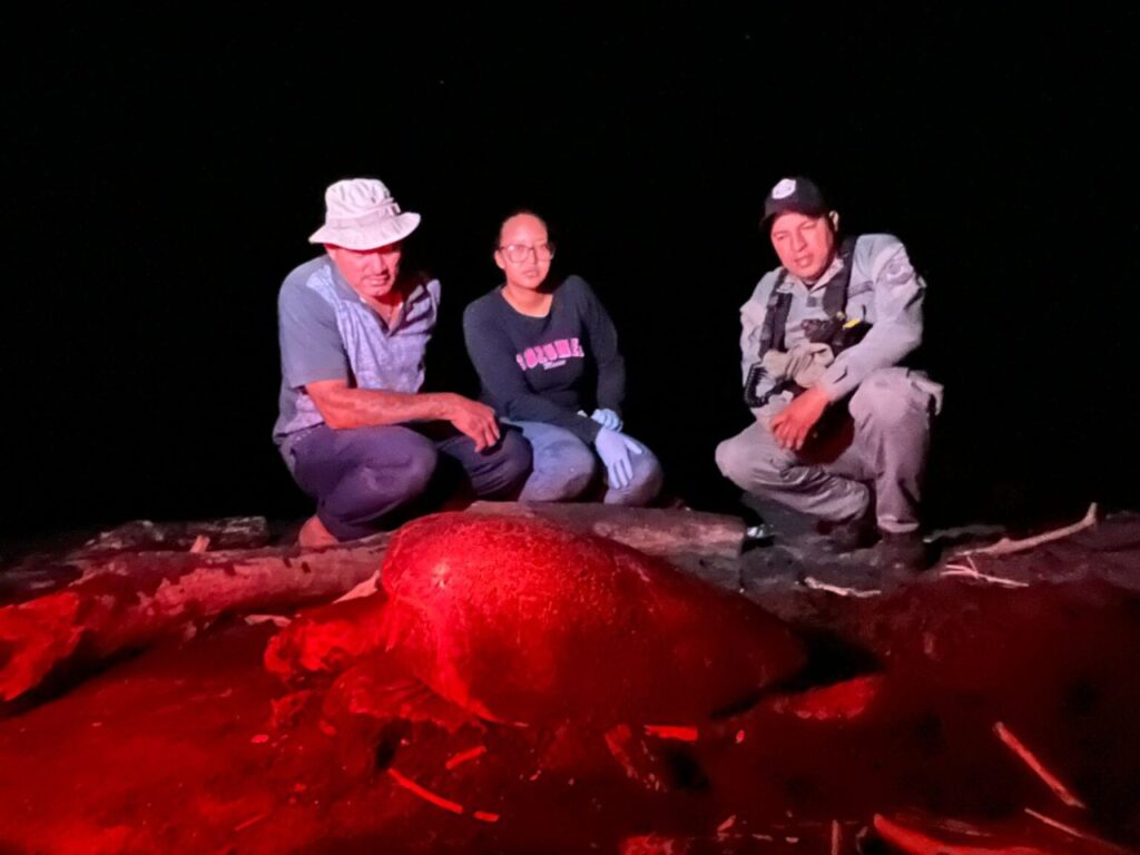 Unas 2,500 tortugas marinas arriban a Isla Cañas
