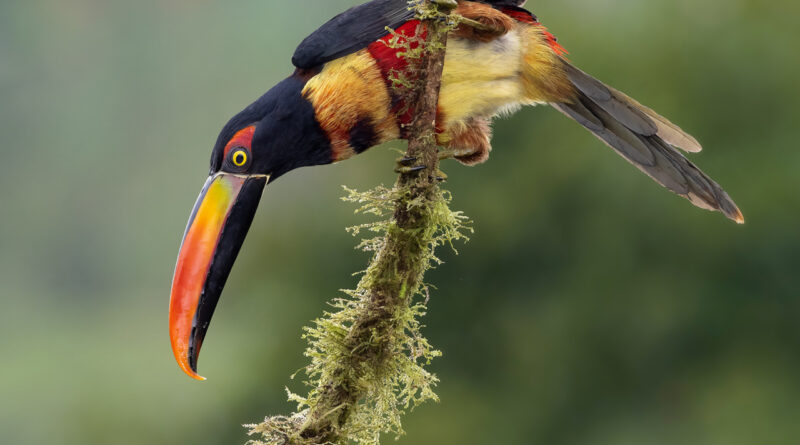 Fundación Alada presenta Panama Bird Festival 
