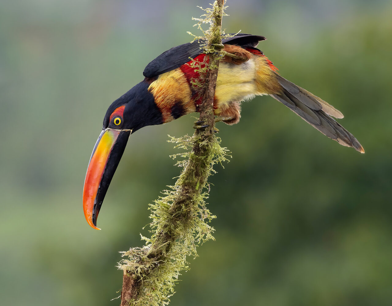 Fundación Alada presenta Panama Bird Festival 