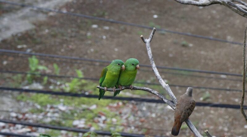 Barrio de El Cangrejo: “Comunidad amigable con las aves  y los árboles"