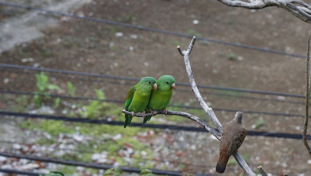 Barrio de El Cangrejo: “Comunidad amigable con las aves  y los árboles"