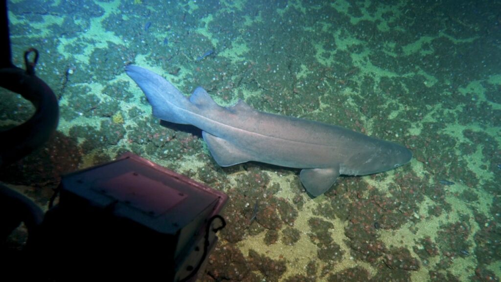 La Cordillera de Coiba gana el Premio Blue Park