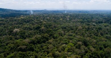 Estas 187,657.08 hectáreas abarcan una superficie restaurada de 8,452.38 ha en el período 2021-2022 y en 2019 a la fecha, se recuperaron rastrojos y bosques secundarios a través