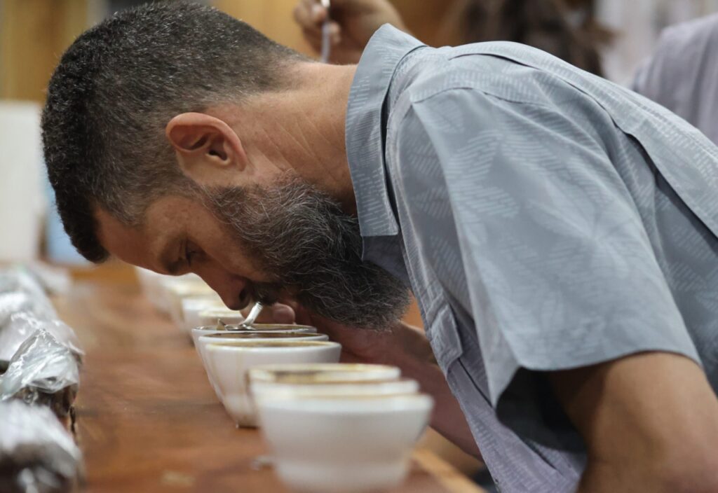 Productores panameños preparan café para el BOP 2023