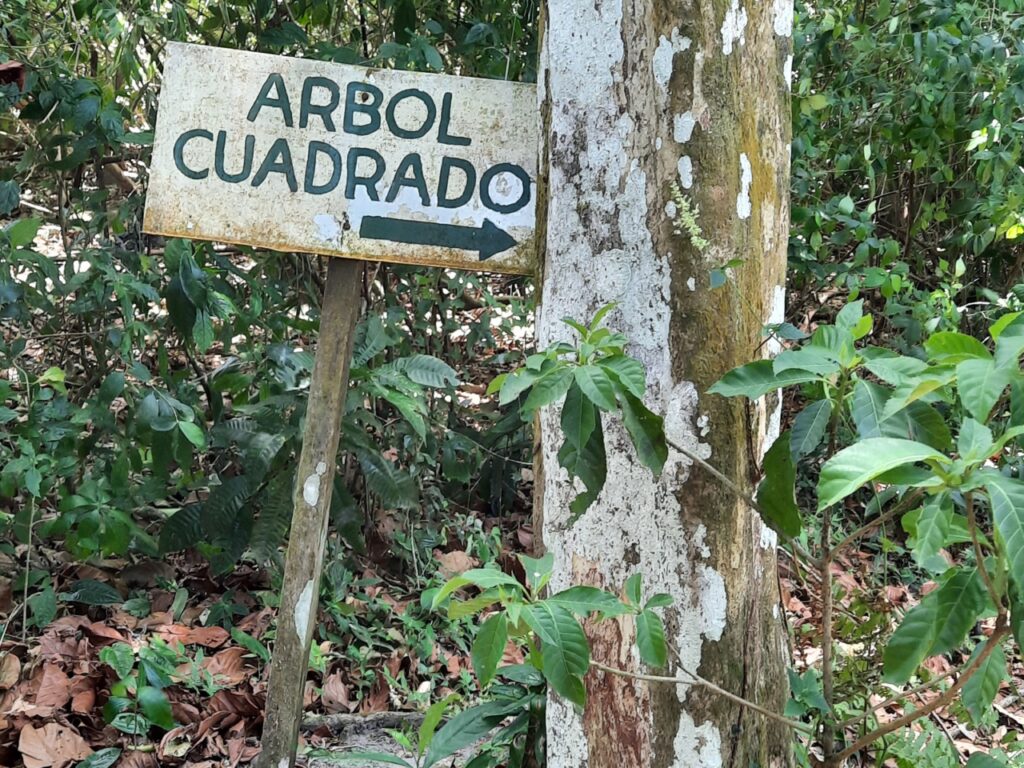 Los Árboles Cuadrados del El Valle de Antón