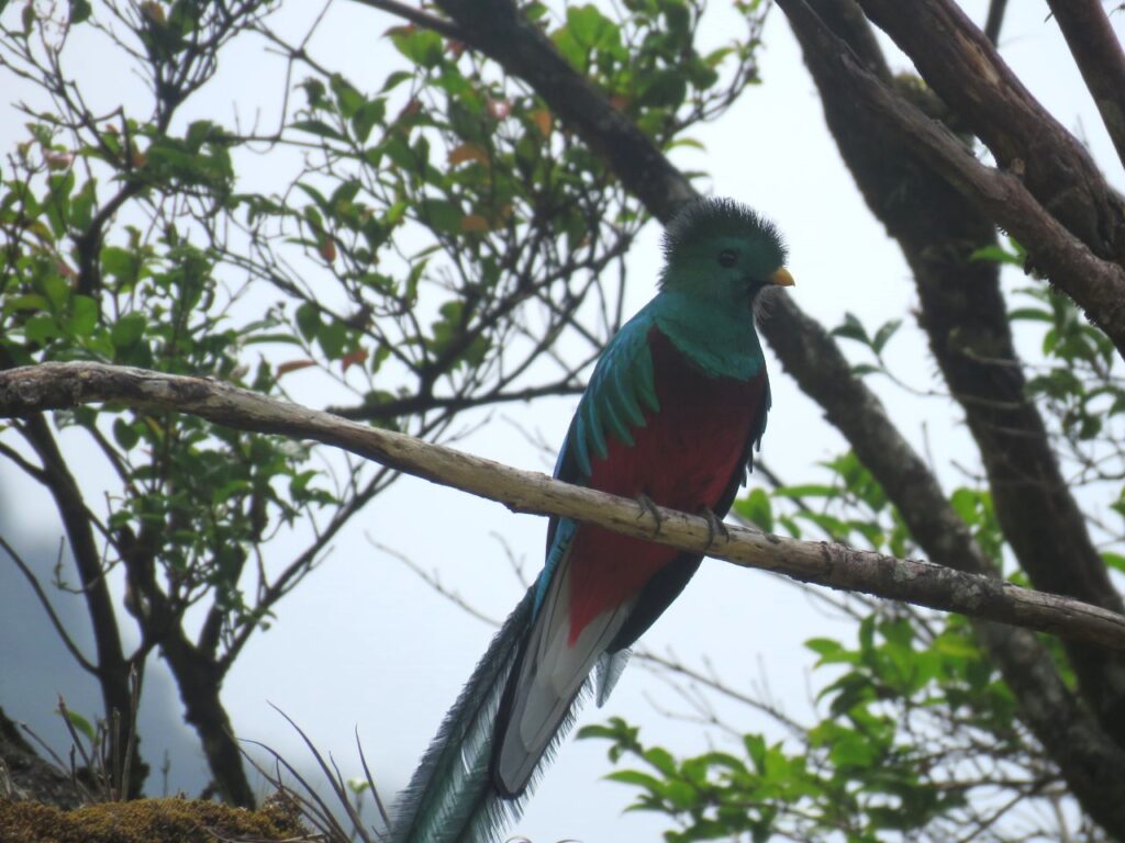 Llegó la época de avistamiento del quetzal